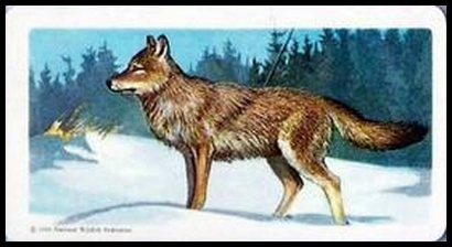 13 Gray (Timber) Wolf